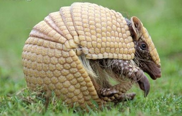 Foto - Zırhlı hayvan Armadillo