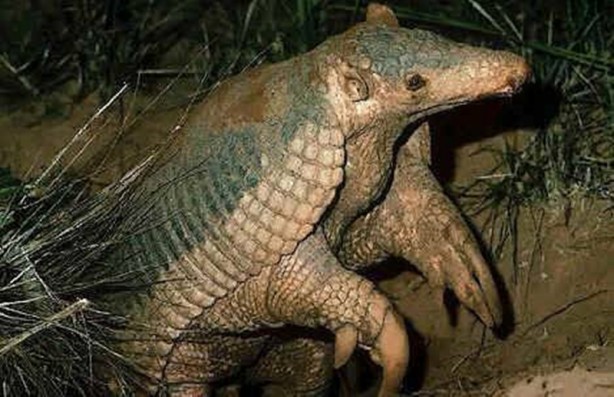 Foto - Zırhlı hayvan Armadillo