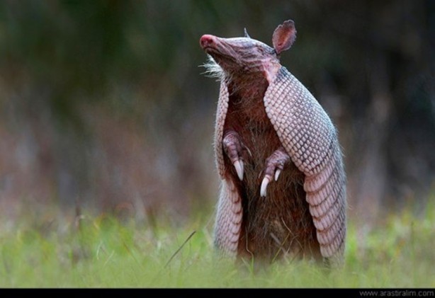 Foto - Zırhlı hayvan Armadillo
