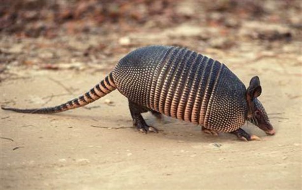 Foto - Zırhlı hayvan Armadillo