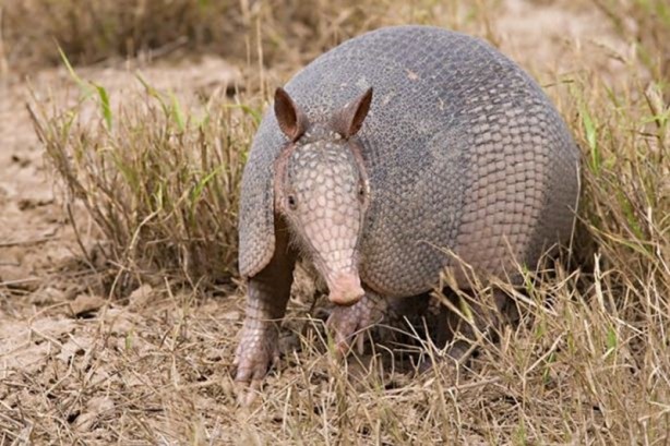Foto - Zırhlı hayvan Armadillo