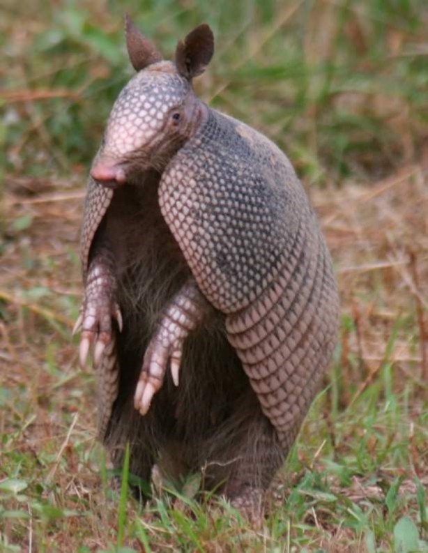 Foto - Zırhlı hayvan Armadillo