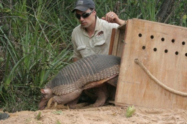 Foto - Zırhlı hayvan Armadillo