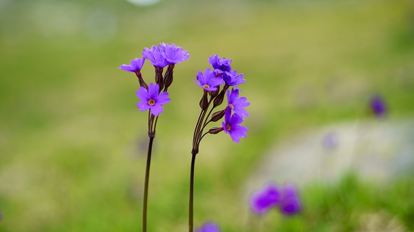 Foto - Ziyaret eden buradan ayrılmak istemiyor