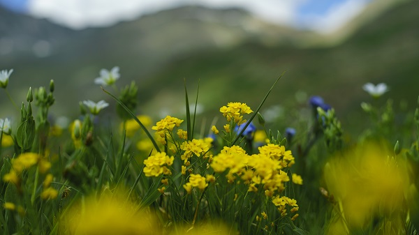 Foto - Ziyaret eden buradan ayrılmak istemiyor