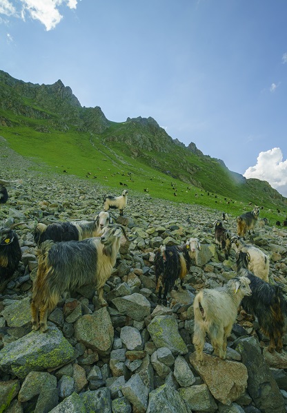 Foto - Ziyaret eden buradan ayrılmak istemiyor