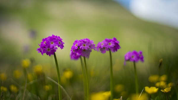 Foto - Ziyaret eden buradan ayrılmak istemiyor