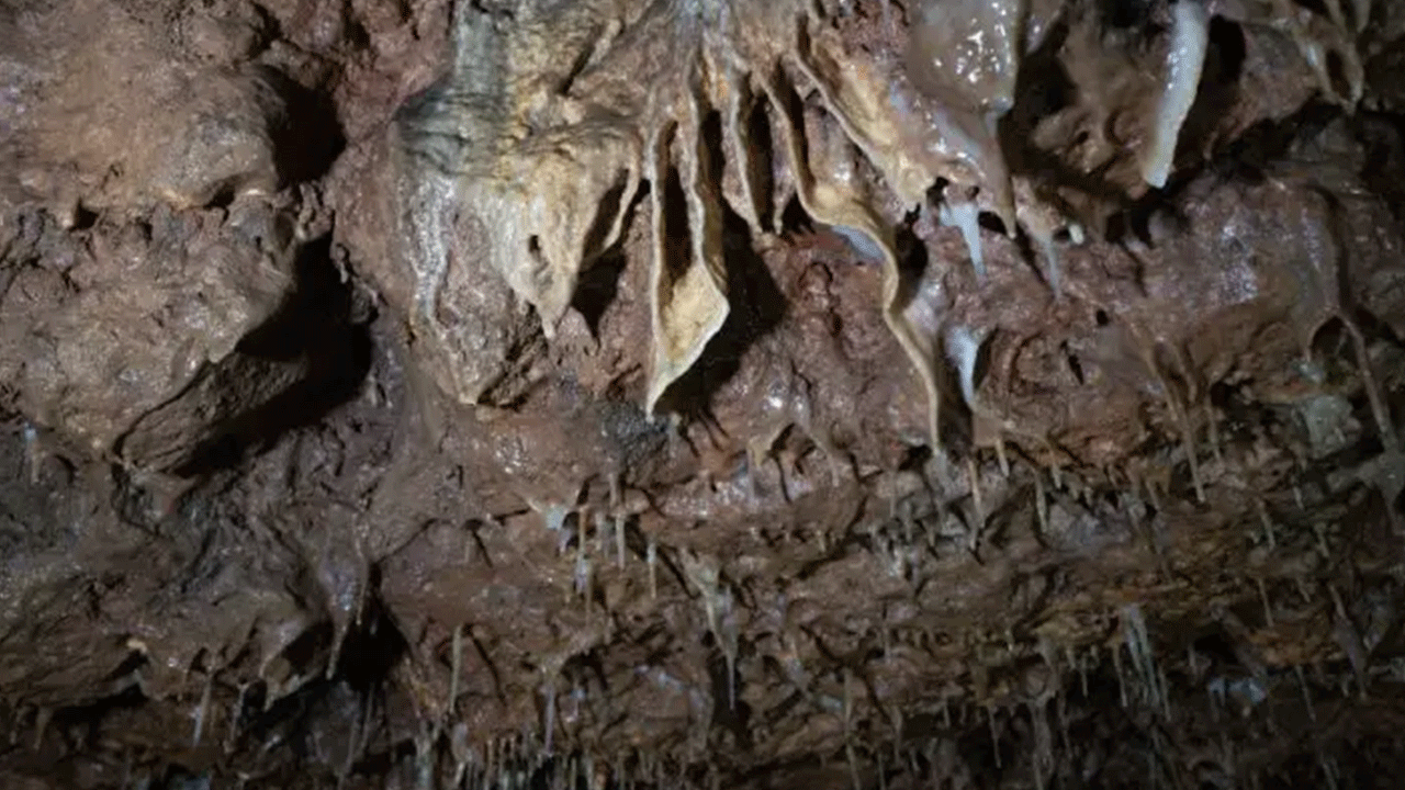 Ziyaretçilere görsel şölen sunuyor! Onbinler akın akın görmeye geliyor!