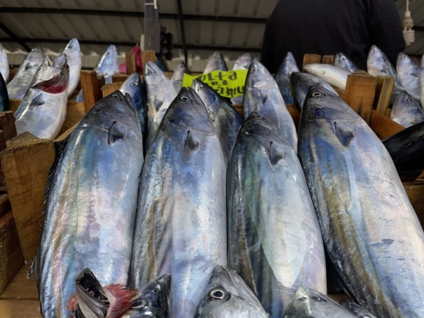 Zonguldak'ta olumsuz hava şartları palamudun fiyatını yükseltti