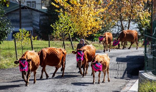 Foto - Zorlu dönüş yolculuğu başladı