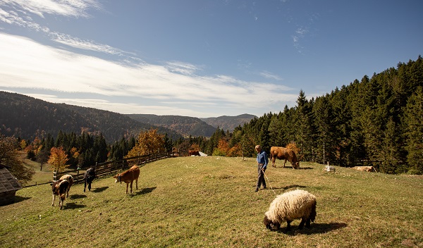 Zorlu dönüş yolculuğu başladı