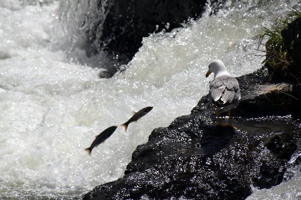 Foto - Zorlu göçten hayran bırakan manzara! 