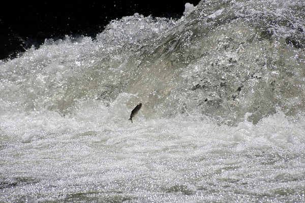 Foto - Zorlu göçten hayran bırakan manzara! 