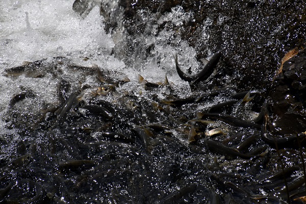 Foto - Zorlu göçten hayran bırakan manzara! 