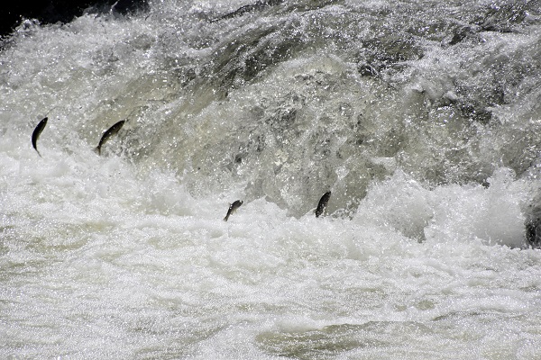 Foto - Zorlu göçten hayran bırakan manzara! 