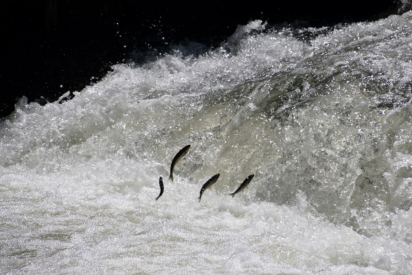 Zorlu göçten hayran bırakan manzara! 