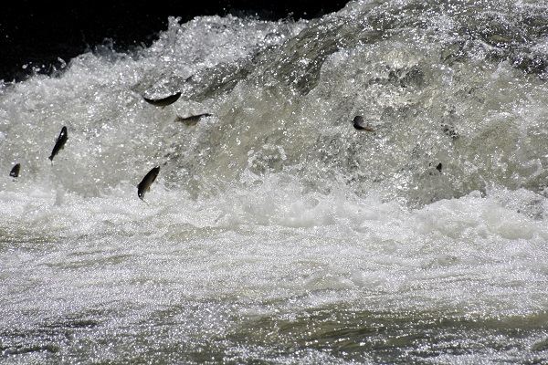 Foto - Zorlu göçten hayran bırakan manzara! 