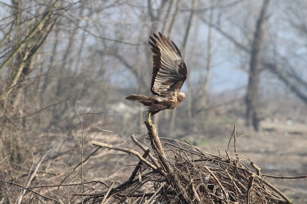 Foto - Zorlu görev! Kuşları tek tek saydılar