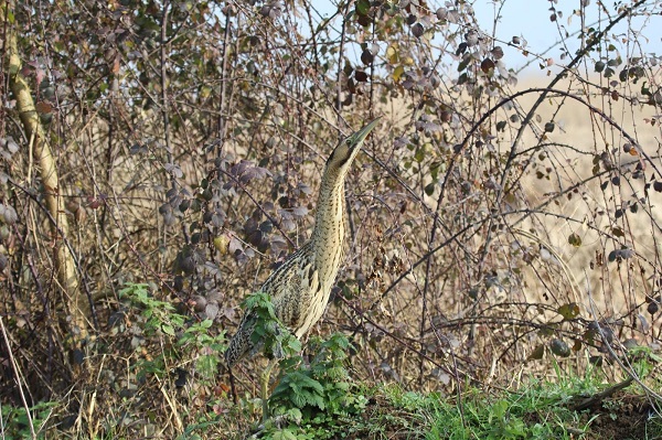 Foto - Zorlu görev! Kuşları tek tek saydılar