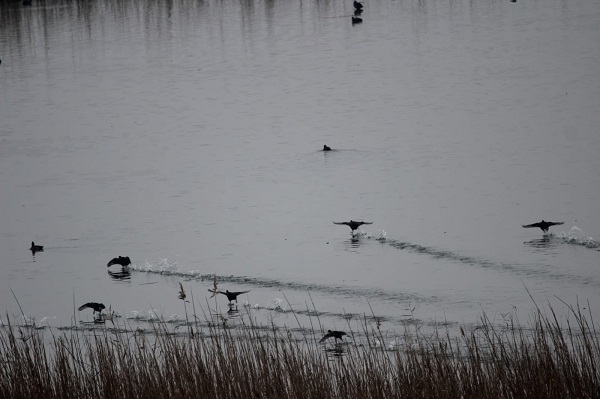 Zorlu görev! Kuşları tek tek saydılar