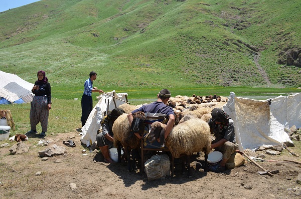Foto - Zorlu yolculuk bitti, ilk süt sağımı yapıldı