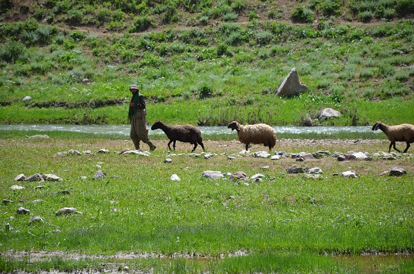 Foto - Zorlu yolculuk bitti, ilk süt sağımı yapıldı