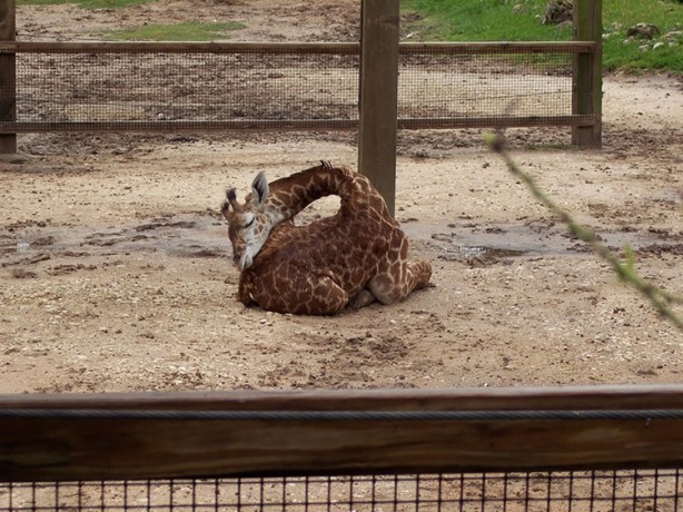 Foto - Zürafalar nasıl uyur sorusunun cevabı...