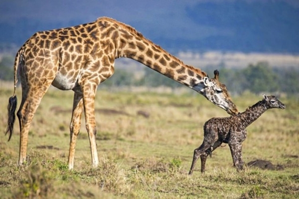 Foto - Zürafanın doğum anı görüntülendi!
