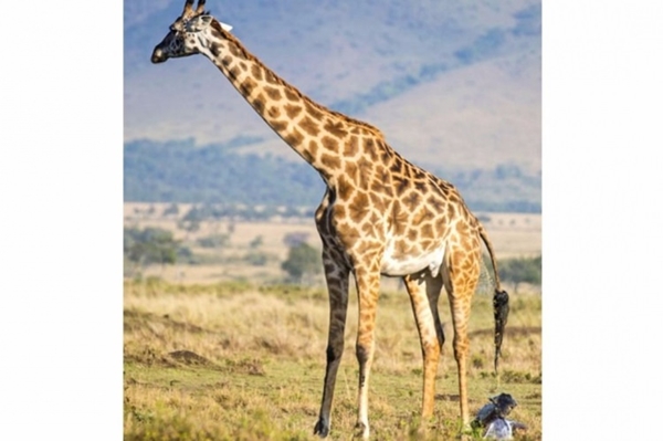 Foto - Zürafanın doğum anı görüntülendi!
