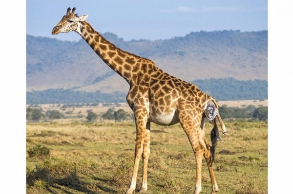 Zürafanın doğum anı görüntülendi!