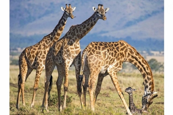 Foto - Zürafanın doğum anı görüntülendi!