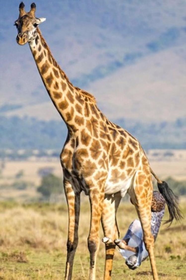 Foto - Zürafanın doğum anı görüntülendi!