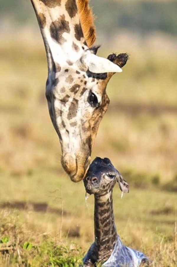Foto - Zürafanın doğum anı görüntülendi!