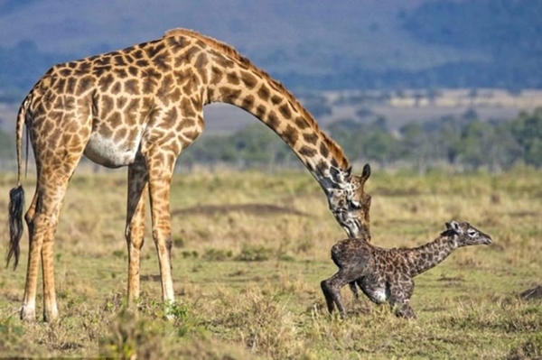 Foto - Zürafanın doğum anı görüntülendi!