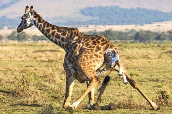 Foto - Zürafanın doğum anı görüntülendi!