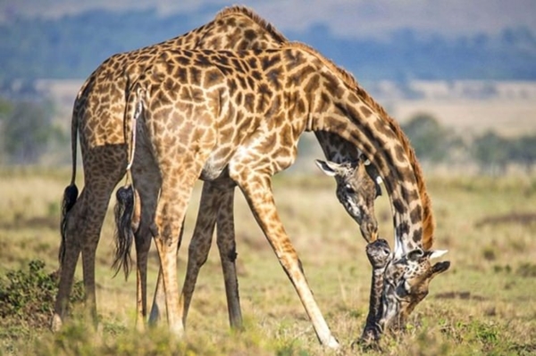 Foto - Zürafanın doğum anı görüntülendi!
