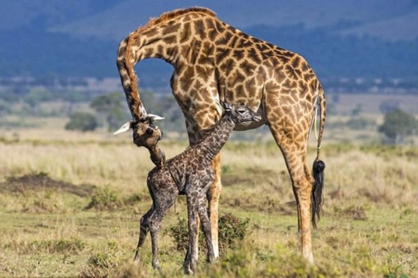 Foto - Zürafanın doğum anı görüntülendi!