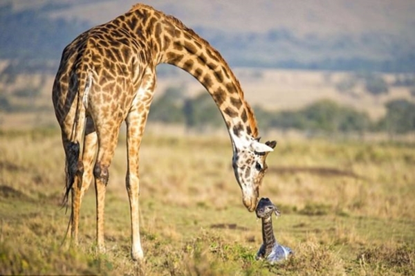 Foto - Zürafanın doğum anı görüntülendi!