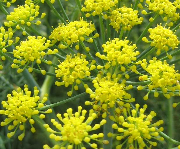 hangi sebze hangi mevsimde yenir?