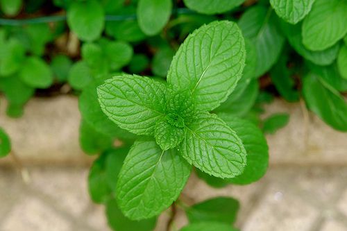 hangi sebze hangi mevsimde yenir?