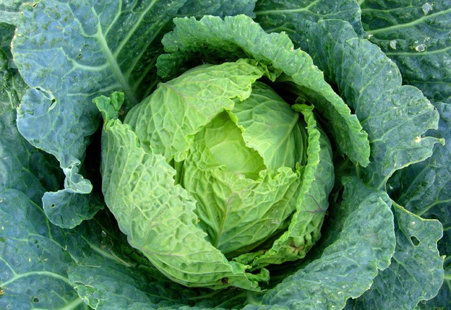 hangi sebze hangi mevsimde yenir?