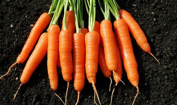 hangi sebze hangi mevsimde yenir?