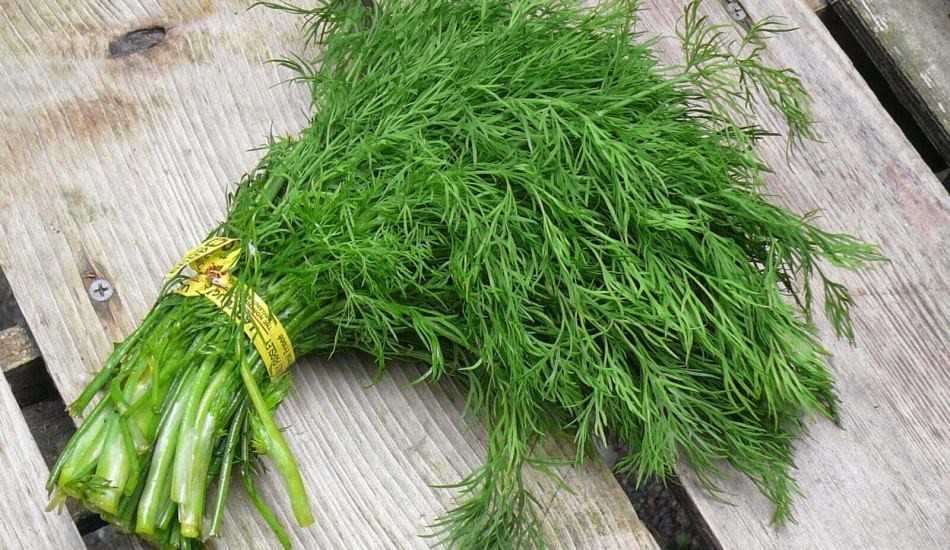 hangi sebze hangi mevsimde yenir?