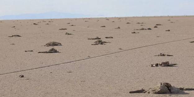 tuz gölü flamingo ölümleri