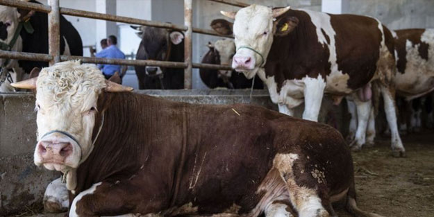 kurban fiyatları 2022