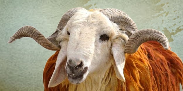 küçükbaş kurban fiyatı