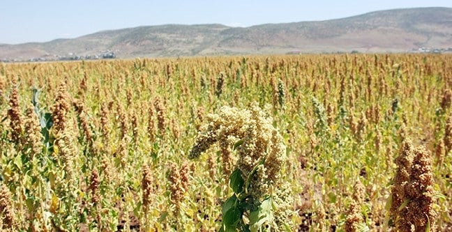 Kinoa tarlası