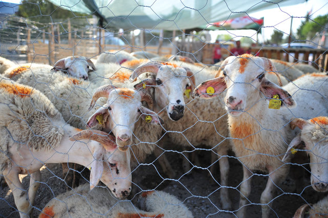 dovizdeki-hareketlilik-kurbanlik-fiyatlarini-etkilemeyecek_7931_dhaphoto2