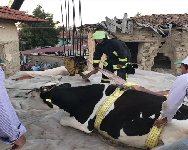 İnek çatıda mahsur kaldı