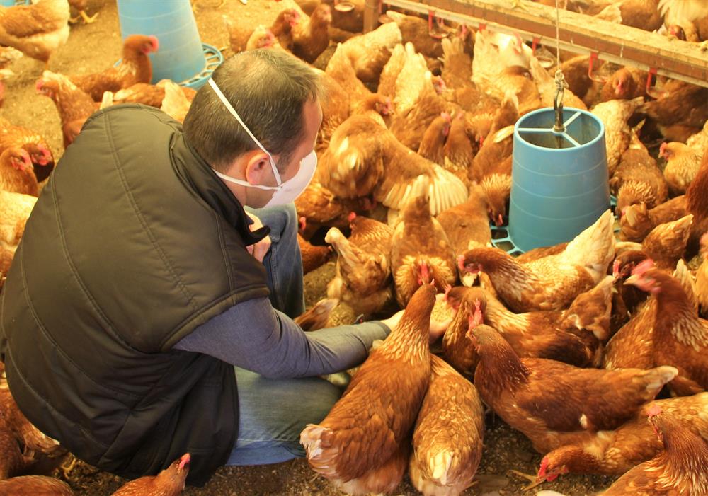 Beslediği tavuklardan civciv elde eden Eren 2 yılda bin tavuk sahibi olarak kendi işinin patronu oldu. Tavuklara gözü gibi bakan, elleriyle besleyen Eren, aldığı ödünç tavuklardan yola çıkarak bin tavuktan ayda 30 bin yumurta elde ediyor.